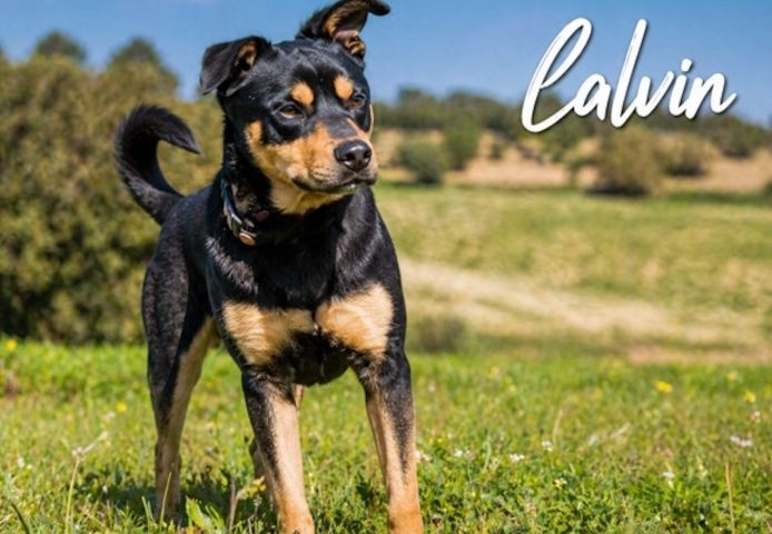 Calvin - ein sanfter Freund