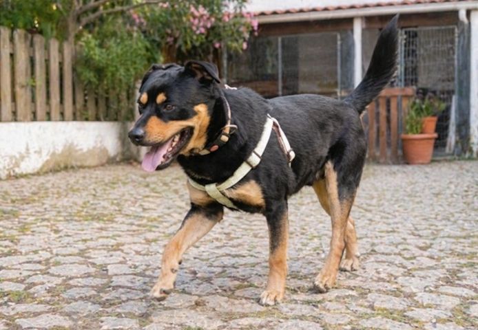 Calvin - ein sanfter Freund