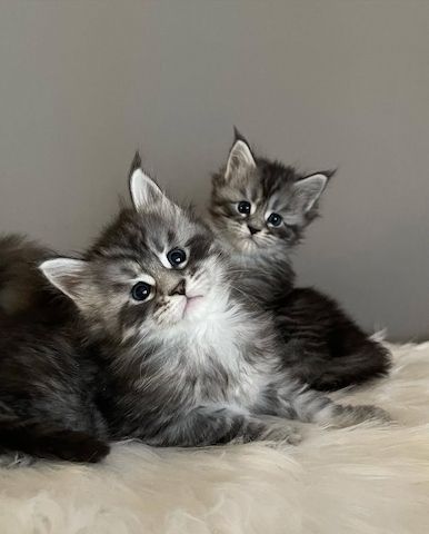 Maine Coon Kitten mit Stammbaum