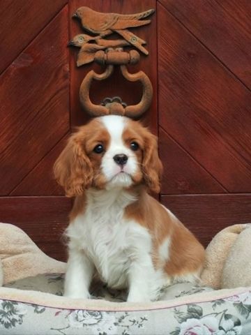 Cavalier King Charles Spaniel Welpen, Rüden mit Papieren