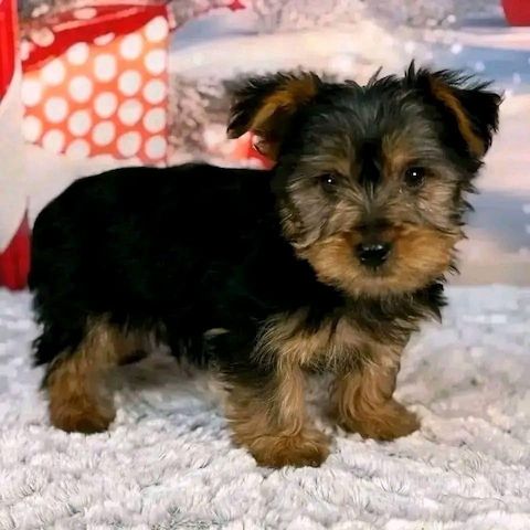 Niedliche Yorkshire Terrier Welpen abzugeben
