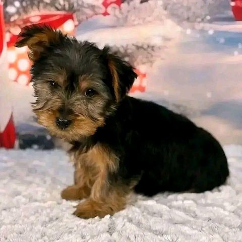 Yorkshire Terrier Welpen Black and Tan mit Ahnentafel
