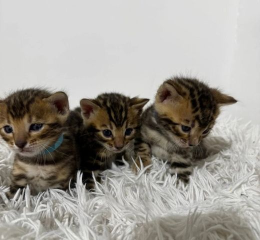 5 Bengalkätzchen