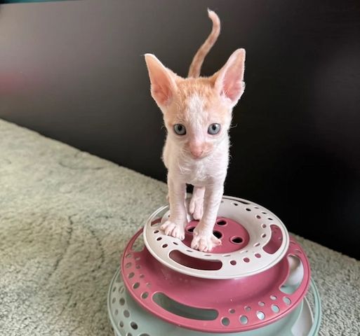 zwei wunderschönen Cornish Rex-Kätzchen
