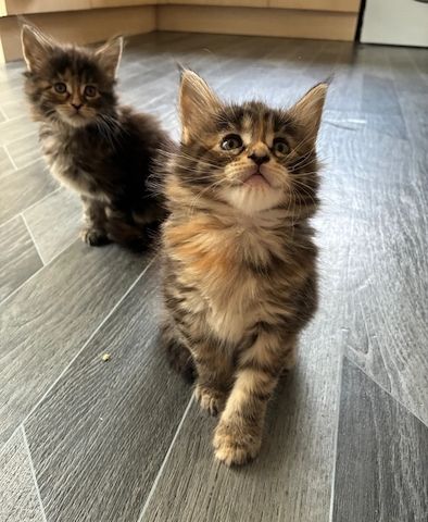 Maine-Coon-Kätzchen