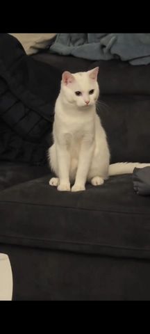 Kater sucht ein neues Zuhause