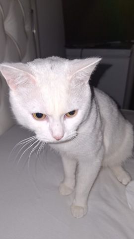 Kater sucht ein neues Zuhause