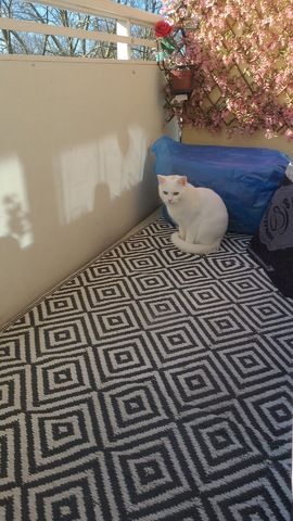 Kater sucht ein neues Zuhause