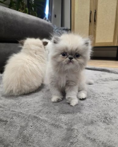 ✨ Luxuriöse reinrassige Perserkatzen-Colourpoint ✨