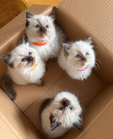 reinrassige Ragdoll-Kätzchen