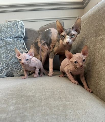 zwei wunderschöne Sphynx-Kätzchen