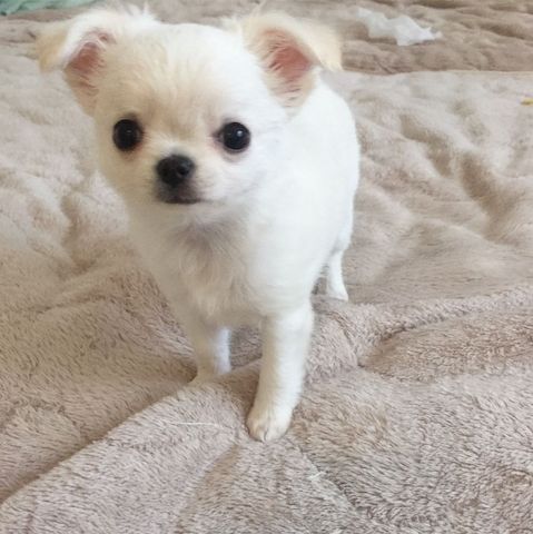 süße reinrassige Französische Chihuahua Welpen