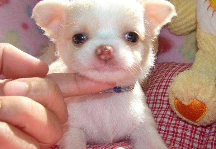 Chihuahua Welpen