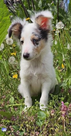 Blue Merle Sheltie-Männchen 