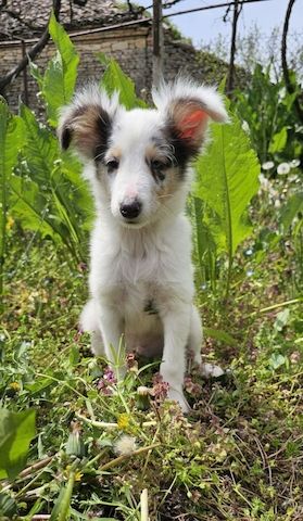 Blue Merle Sheltie-Männchen 