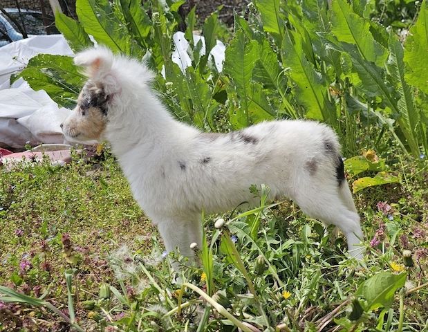 Blue Merle Sheltie-Männchen 