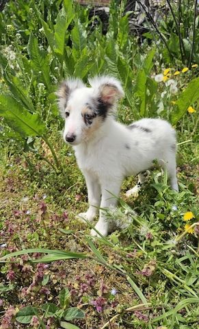 Blue Merle Sheltie-Männchen 