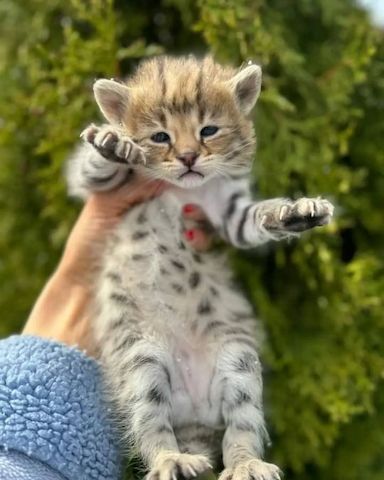 Savannah f4, f5, f6 Kätzchen verfügbar