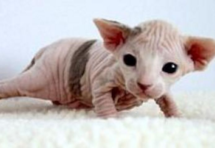 Sphynx-Kätzchen