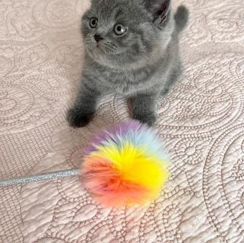Britisch-Kurzhaar-Kitten suchen liebevolles Zuhause