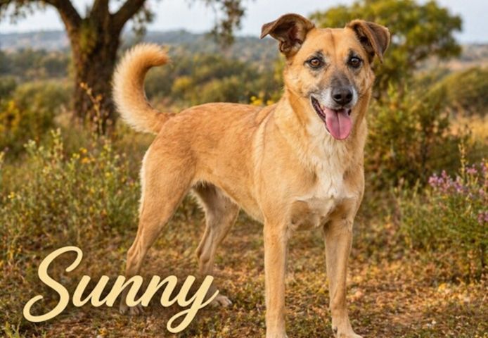 Sunny – eine selbstbewusste Dame