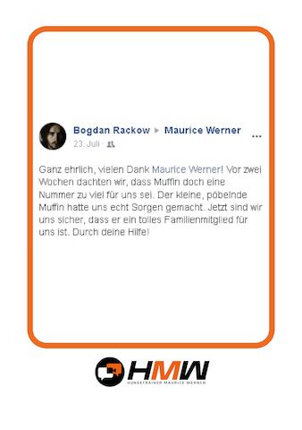 Professionelles Hundetraining – Persönlich oder auch via Video