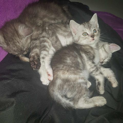 3 Kleine Katzen Kinder