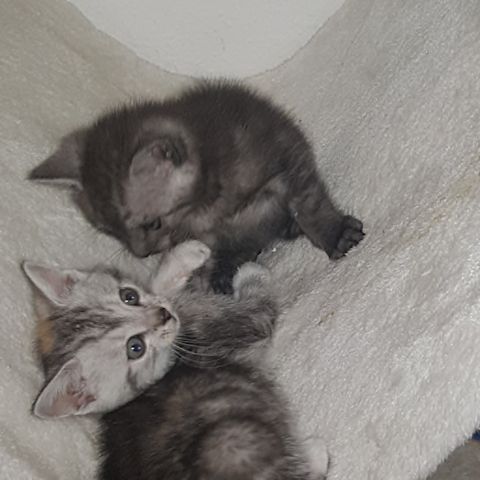 3 Kleine Katzen Kinder