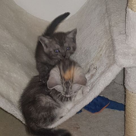 3 Kleine Katzen Kinder