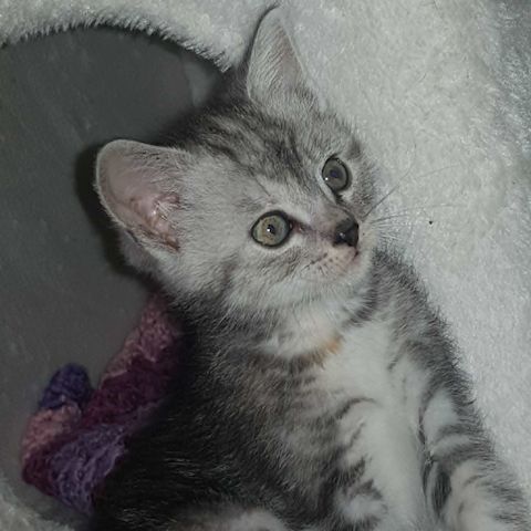 3 Kleine Katzen Kinder