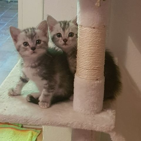 3 Kleine Katzen Kinder