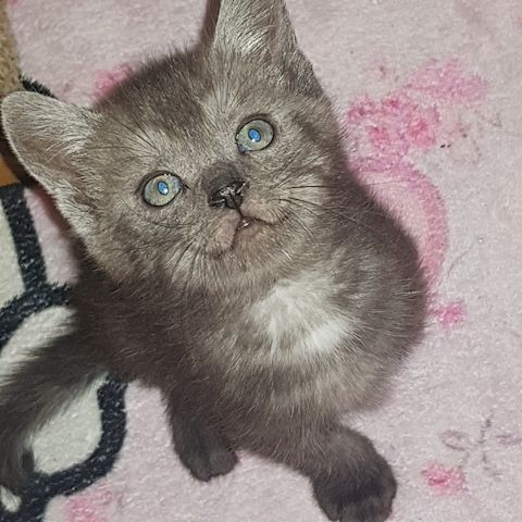 3 Kleine Katzen Kinder