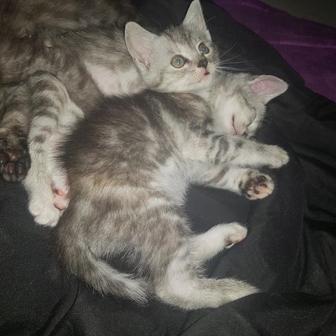 3 Kleine Katzen Kinder