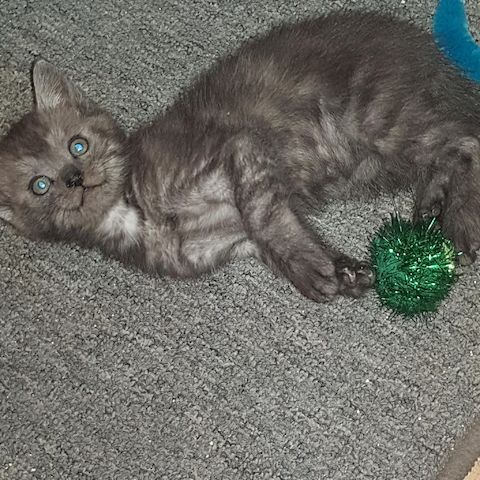 3 Kleine Katzen Kinder