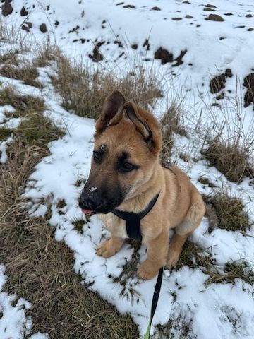 Deutscher Schäferhund