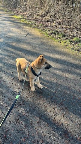 Deutscher Schäferhund