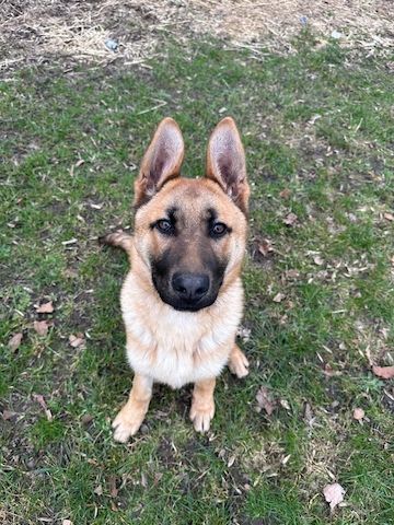 Deutscher Schäferhund