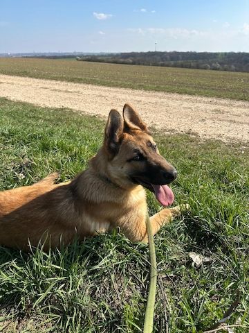 Deutscher Schäferhund