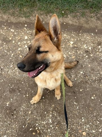 Deutscher Schäferhund