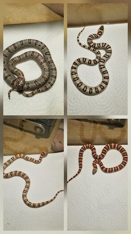 Lampropeltis greeri,leoni und mexicana
