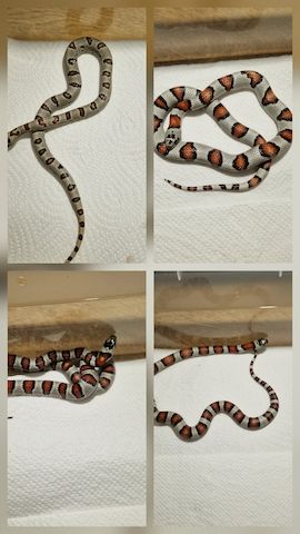 Lampropeltis greeri,leoni und mexicana