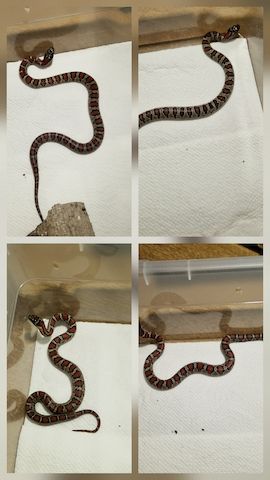 Lampropeltis greeri,leoni und mexicana