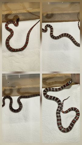 Lampropeltis greeri,leoni und mexicana