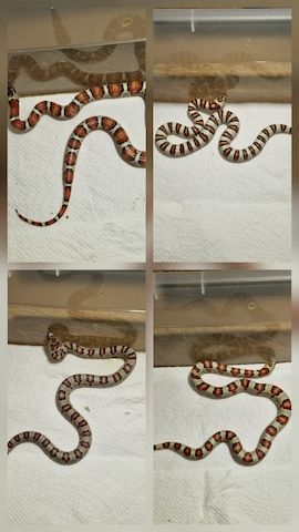 Lampropeltis greeri,leoni und mexicana