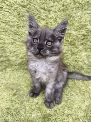 Reinrassige Maine Coon Kitten mit Stammbaum