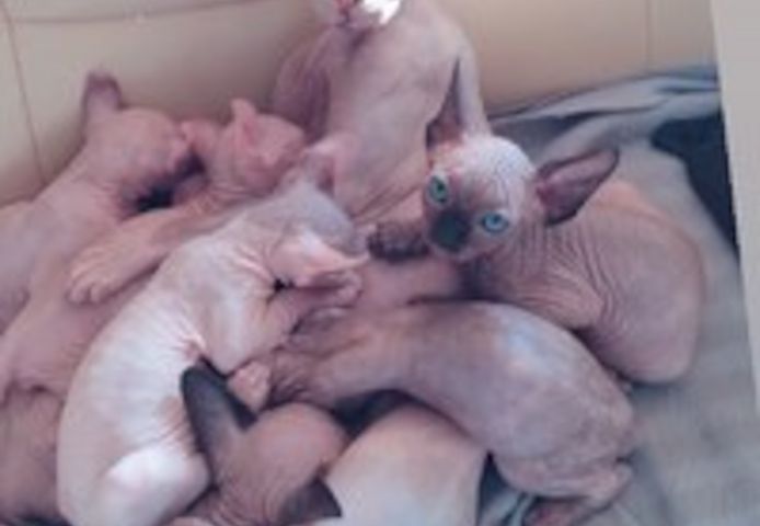 Male and Female Blue eyes Sphynx Kittens up and Ready