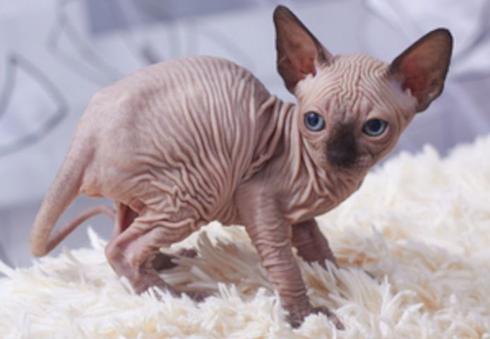 Male and Female Blue eyes Sphynx Kittens up and Ready