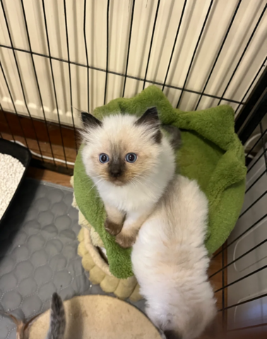 Wunderschöne GCCF-Ragdoll-Kätzchen