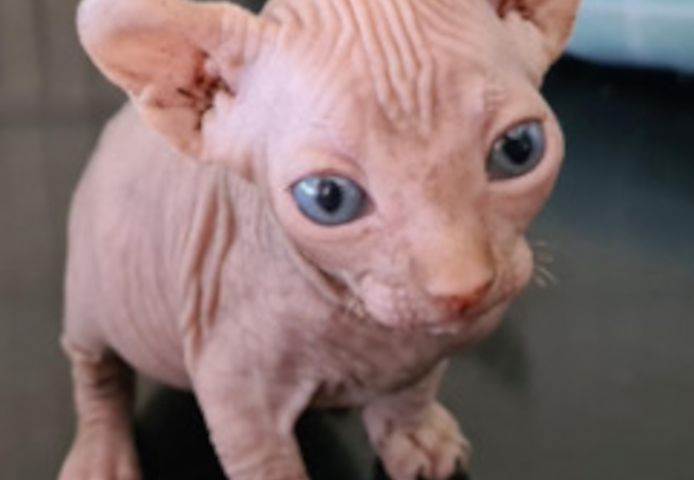 Sphynx-Kätzchen