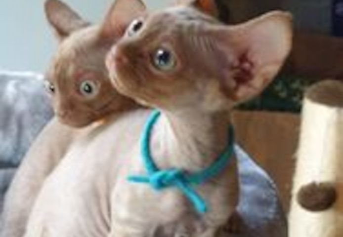 Devon Rex-Kätzchen in meiner Nähe